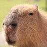 ぽち profil fotoğrafı