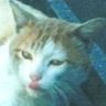 Profilbild von toto
