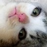 いら氏 profil fotoğrafı