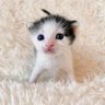 rococo's profile picture