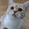 スコティッシュもなか profil fotoğrafı