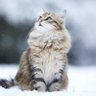 どりー🐈's profile picture