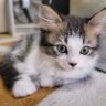 北のねこ好き 的头像