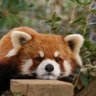 Profilbild von レサ山ワン吉(ネコ)