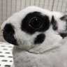 もふもふ豆大福's profile picture