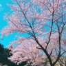 サクラ profil fotoğrafı