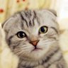 TSちゃん🐈 的头像
