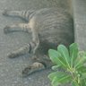 猫 的头像