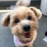 Фото профиля 🐶しゃとる🐶