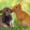 ポッキーt profil fotoğrafı