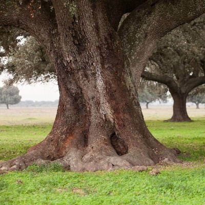 AntonioGraneroG's profile picture
