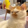Profilbild von tanpa_nama
