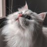 Фото профиля Noor