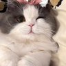 燚燚's profile picture