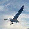 William Huu's profile picture
