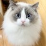 Akari profil fotoğrafı