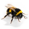 新蜂 profil fotoğrafı