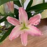 Фото профиля はるりゅう🌸