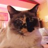NurseMiaAPRN's profile picture