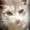 charlosky's profile picture