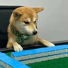 puppydummy 的头像