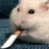 Фото профиля Tactical Hamster Dance