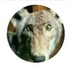 voiyou's profile picture
