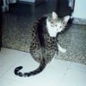 HoyaVillar's profile picture