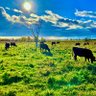 Фото профиля North Lakes Farm