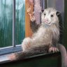 Angry Possum ᘛ⁐̤ᕐᐷ profil fotoğrafı