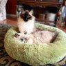 Sister Resister 🐕‍🦺🐈‍⬛🐾's profile picture