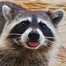 Profilbild von Raccoon