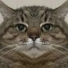 Profilbild von Aetherston