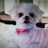 しげぴー's profile picture