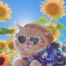 Profilbild von ✩。:*•. ⓉⒶⒾ .•*:。✩