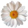 Stella Sh's profile picture