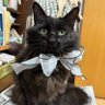 リンのかあさん's profile picture