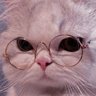 劉韋成's profile picture