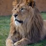 Lionsgate profil fotoğrafı