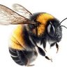 Фото профиля Susan Bee Anthony