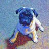 Junior Jr.'s profile picture