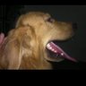 sumo's profile picture