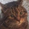 Profilbild von Glem
