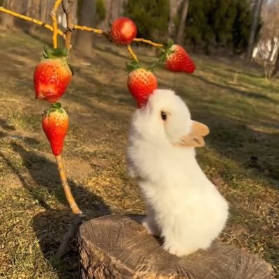 bibi's profile picture