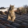 El Gato en el techo 的头像