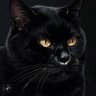 老猫腿忒粗's profile picture