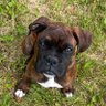 Kodi the boxer profil fotoğrafı