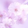 ☆ますちゃん☆ profil fotoğrafı