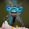 Фото профиля helikopterbocegi
