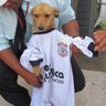 Caorinthians 的头像